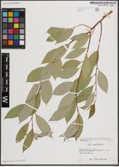 Foto von Salix excelsa S. G. Gmel.